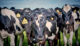 Unlock your herd’s hidden breeding potential at upcoming workshops